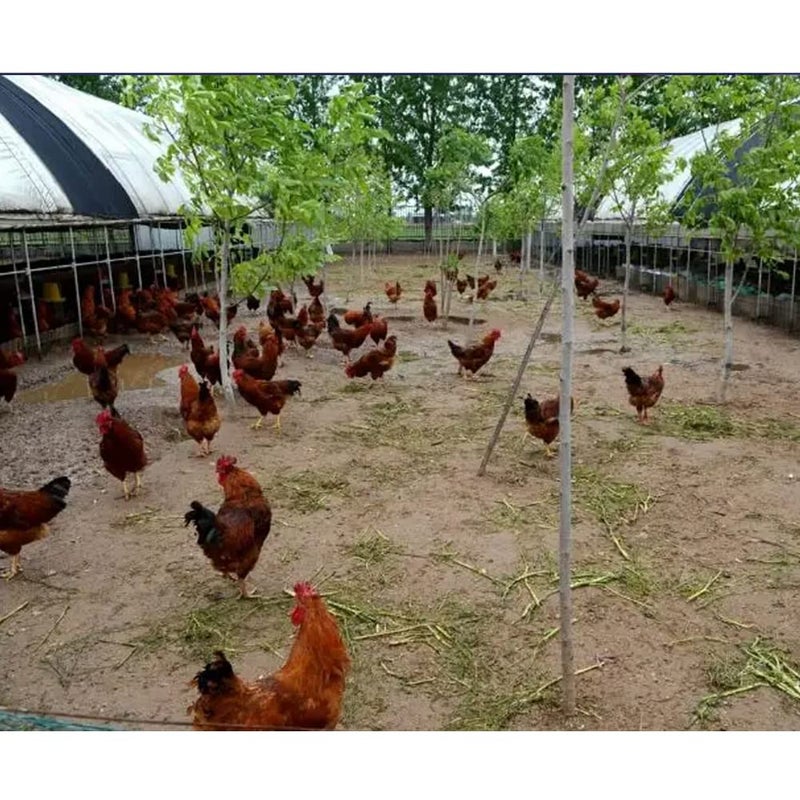 Litewoo 10Pcs Chicken Water Drinking Cups Automatic Feeder Poultry Coop Chicken Duck Fowl Drinker - Image 5